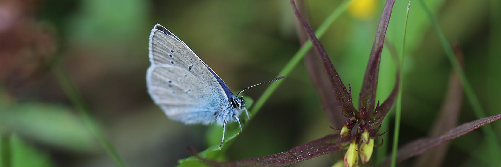 Blå fjäril sitter på en blomma