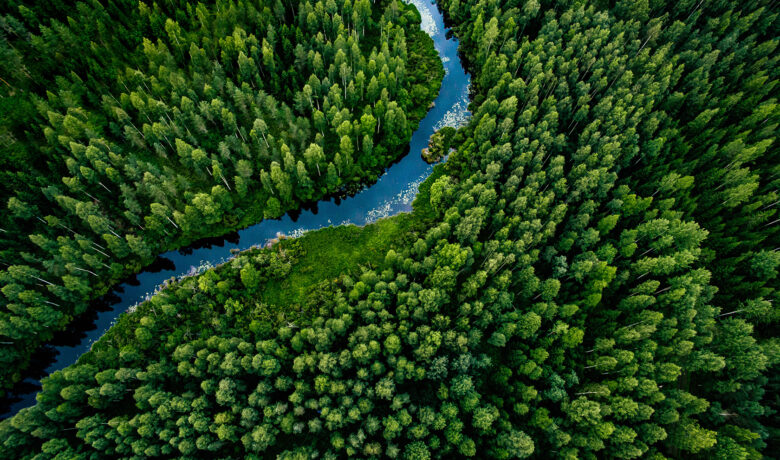 skog och flod från ovan