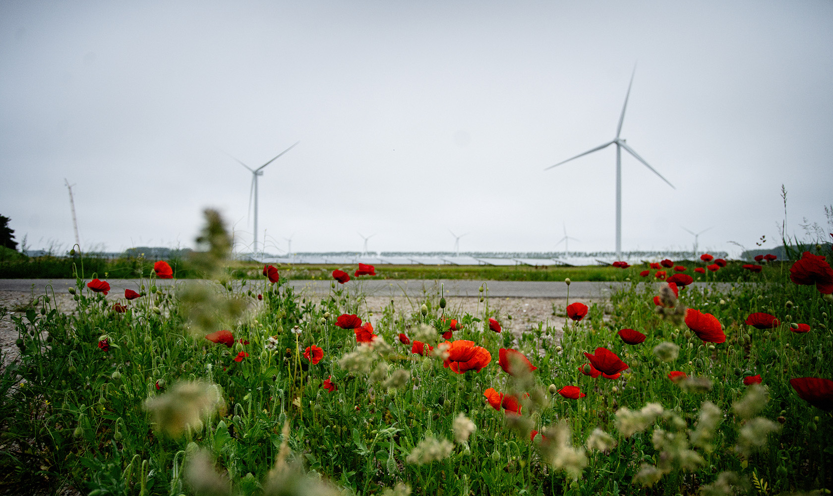 Vindkraftverk och vallmoblommor