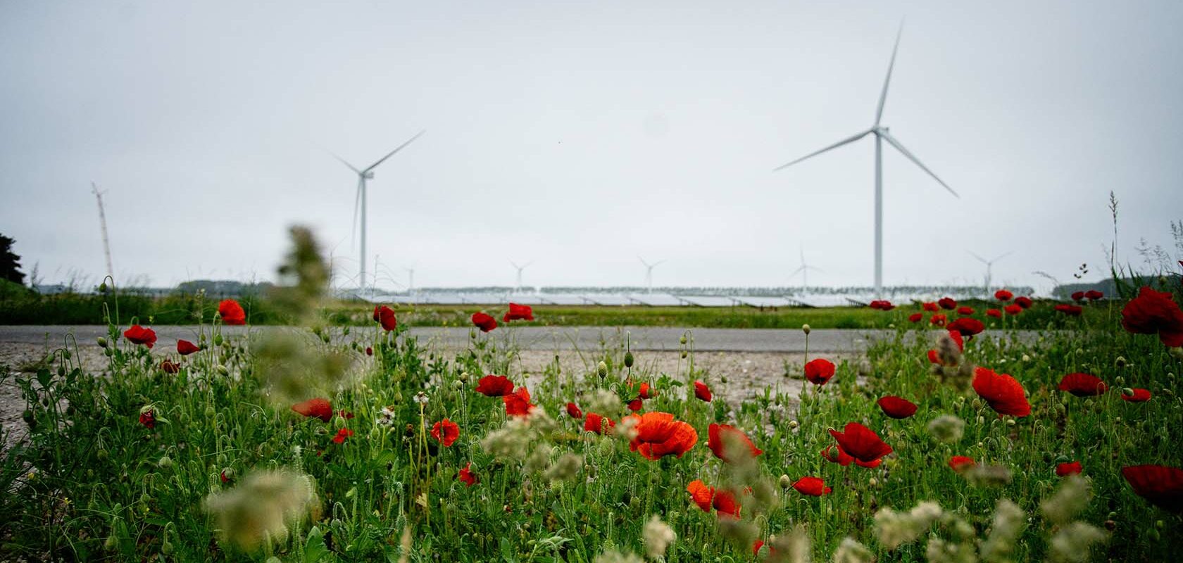 Vindkraftverk och vallmoblommor