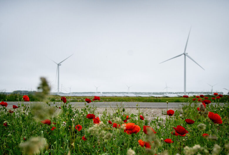 Vindkraftverk och vallmoblommor