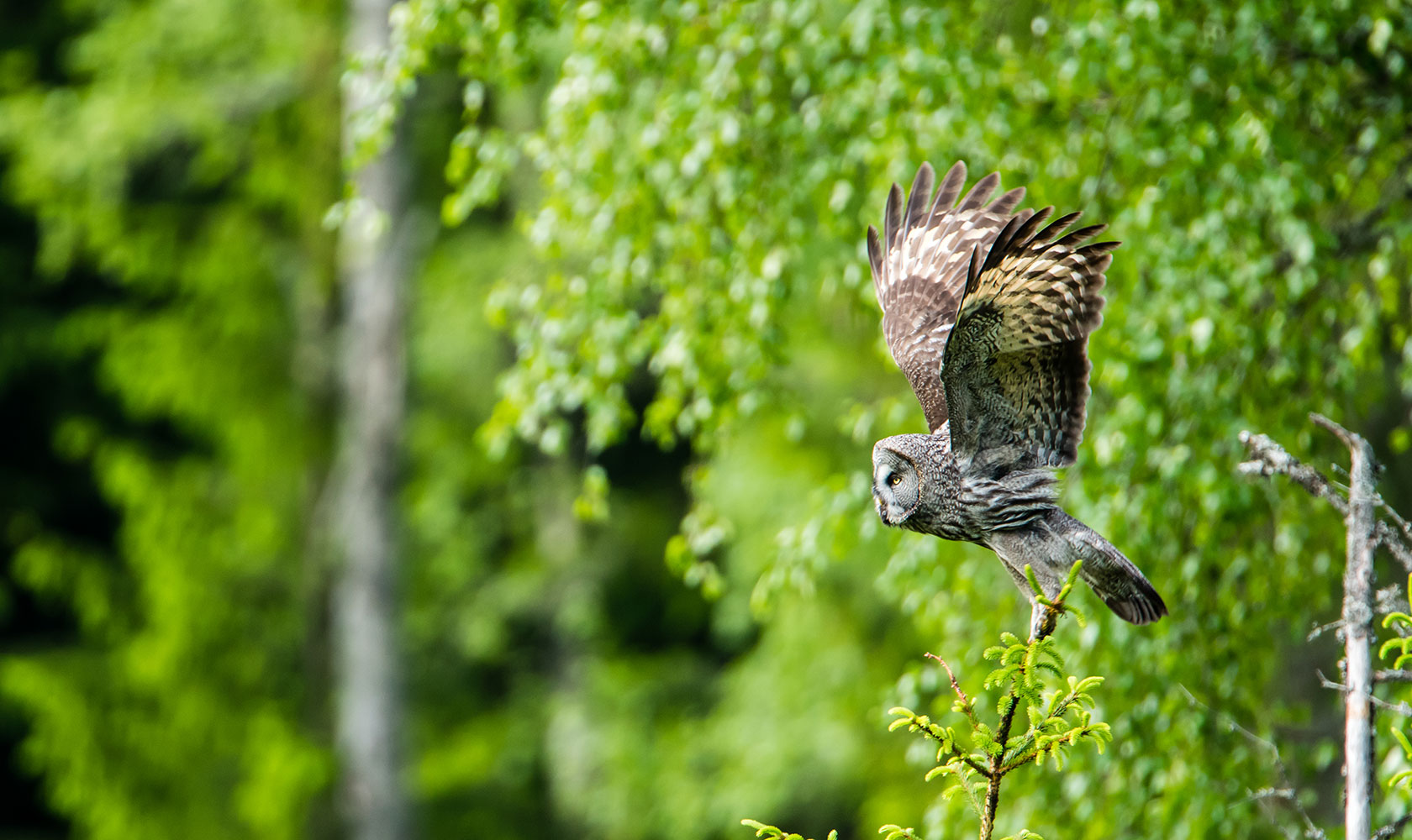 Flyguggla med skog i bakgrunden