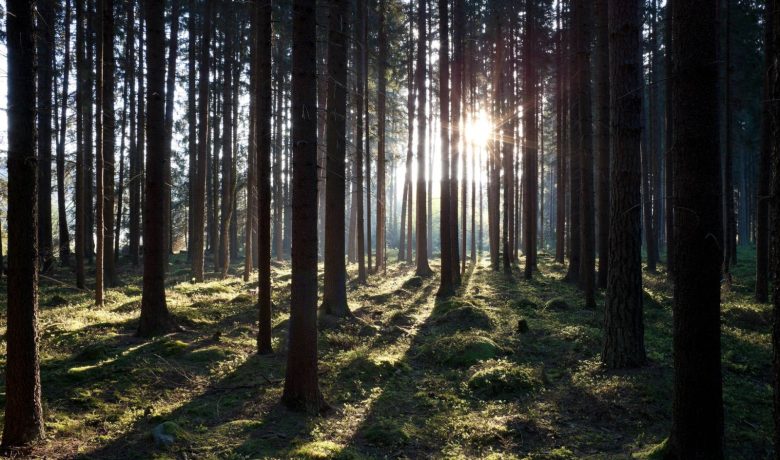 Granskog