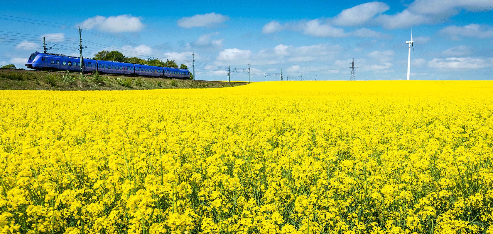 Ett tåg åker genom ett rapsfält