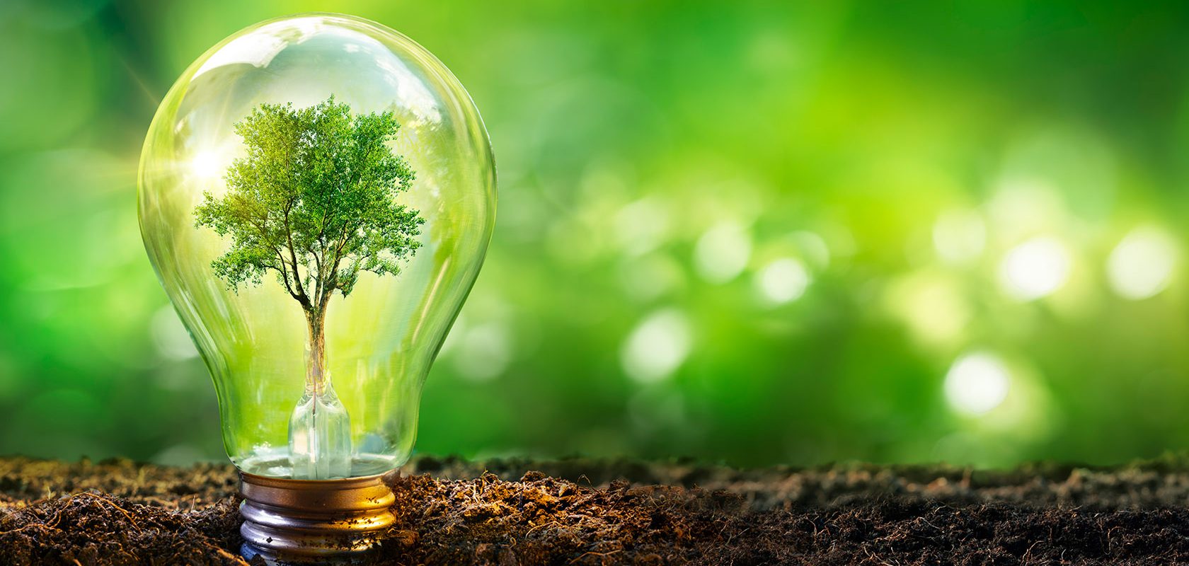 Ett grönt träd växer inuti en glödlampa
