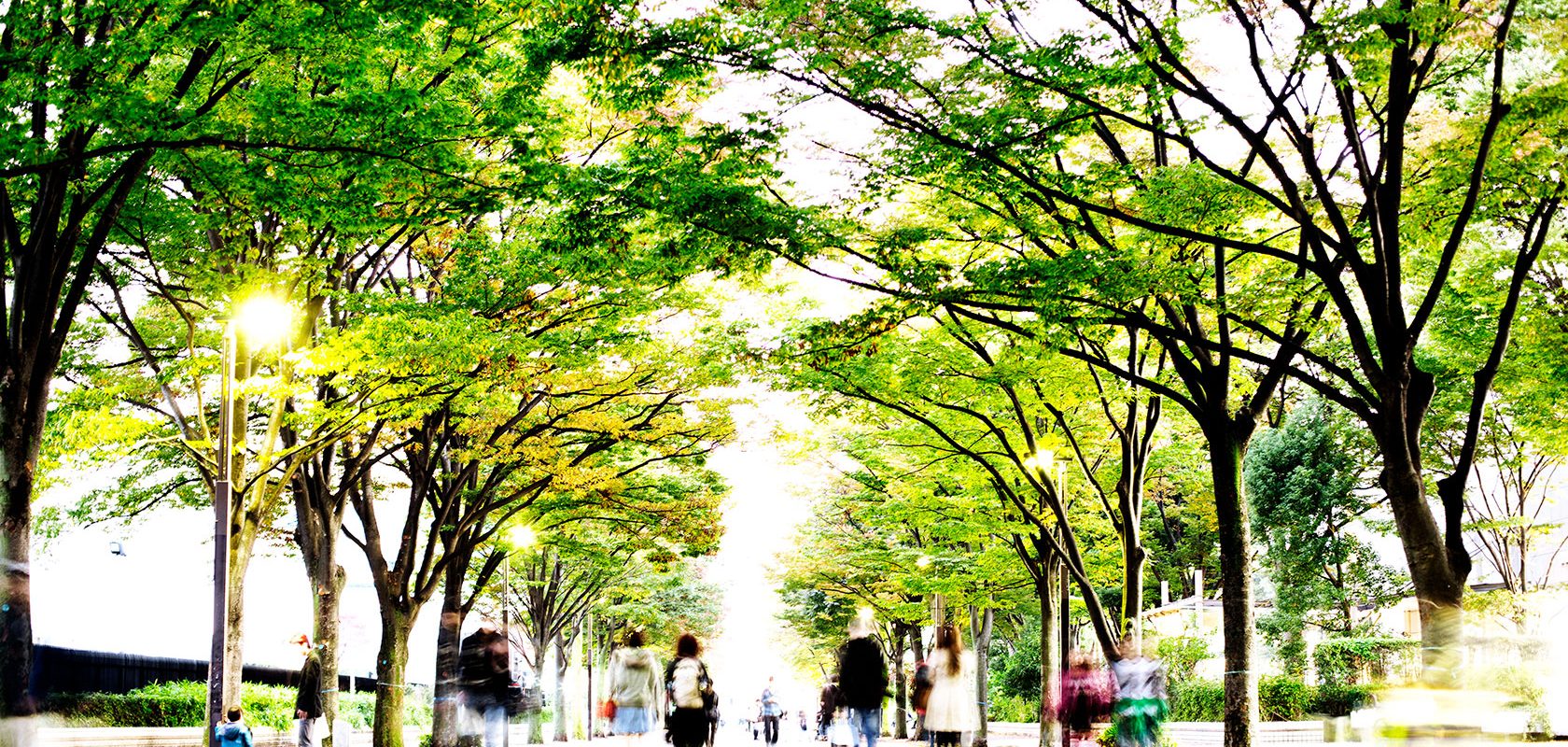 En allé kantad av träd