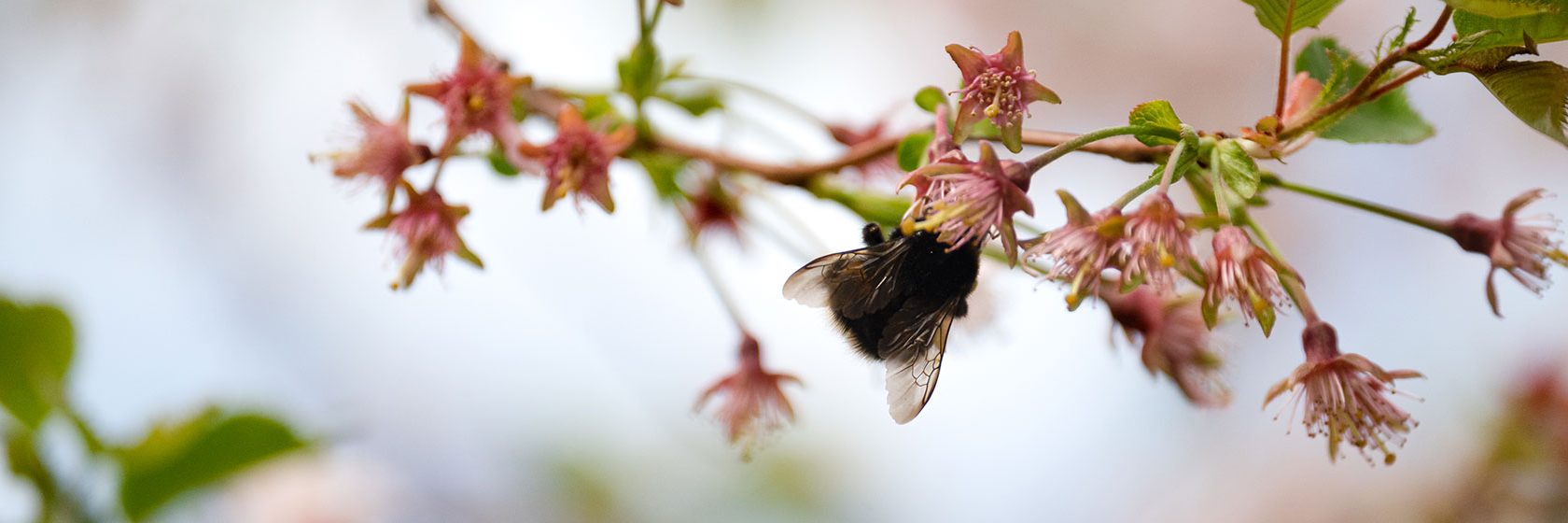 Humla och blomma i symbios