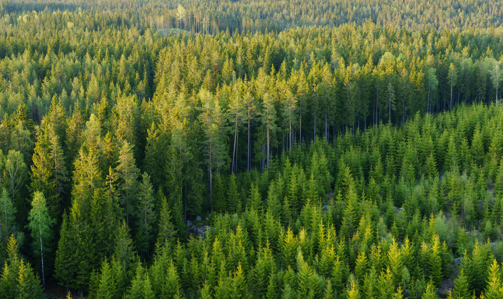 Drönarbild över barrskog