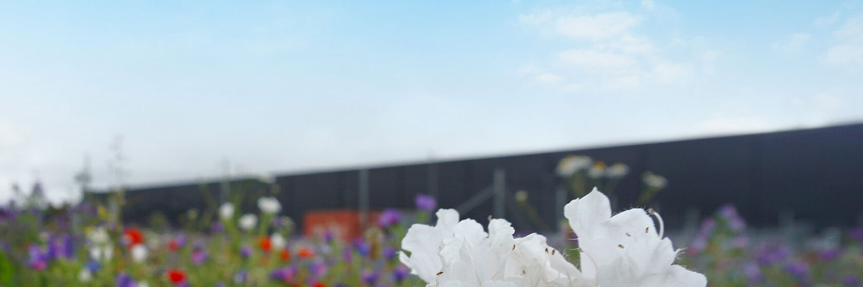 Mörkgrå fasad av logistikbyggnad i bakgrunden. En blomsteräng med röda, vita och blå blommor i förgrunden.