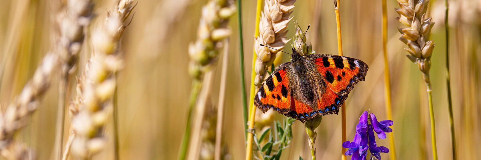 Påfågelfjäril på ett vetehalm