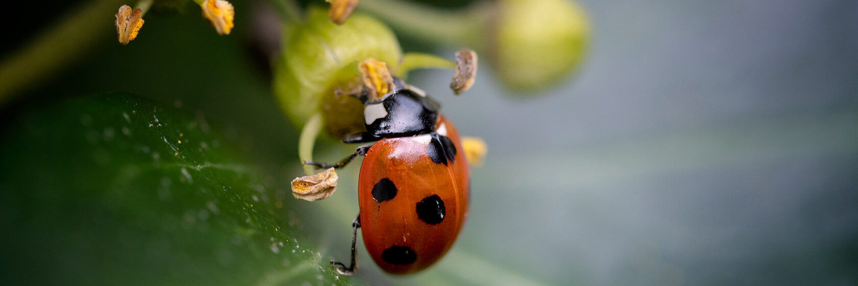 Nyckelpiga i närbild som klättrar på en blomma