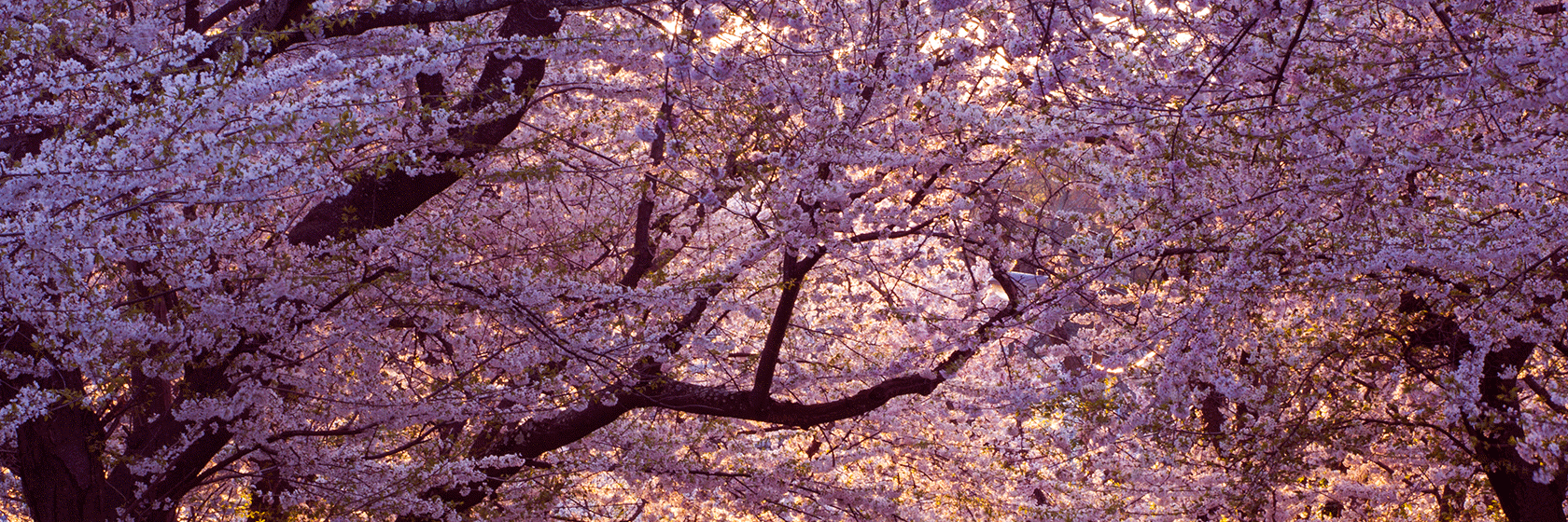 Närbild på rosa, blommande japanska körsbärsträd