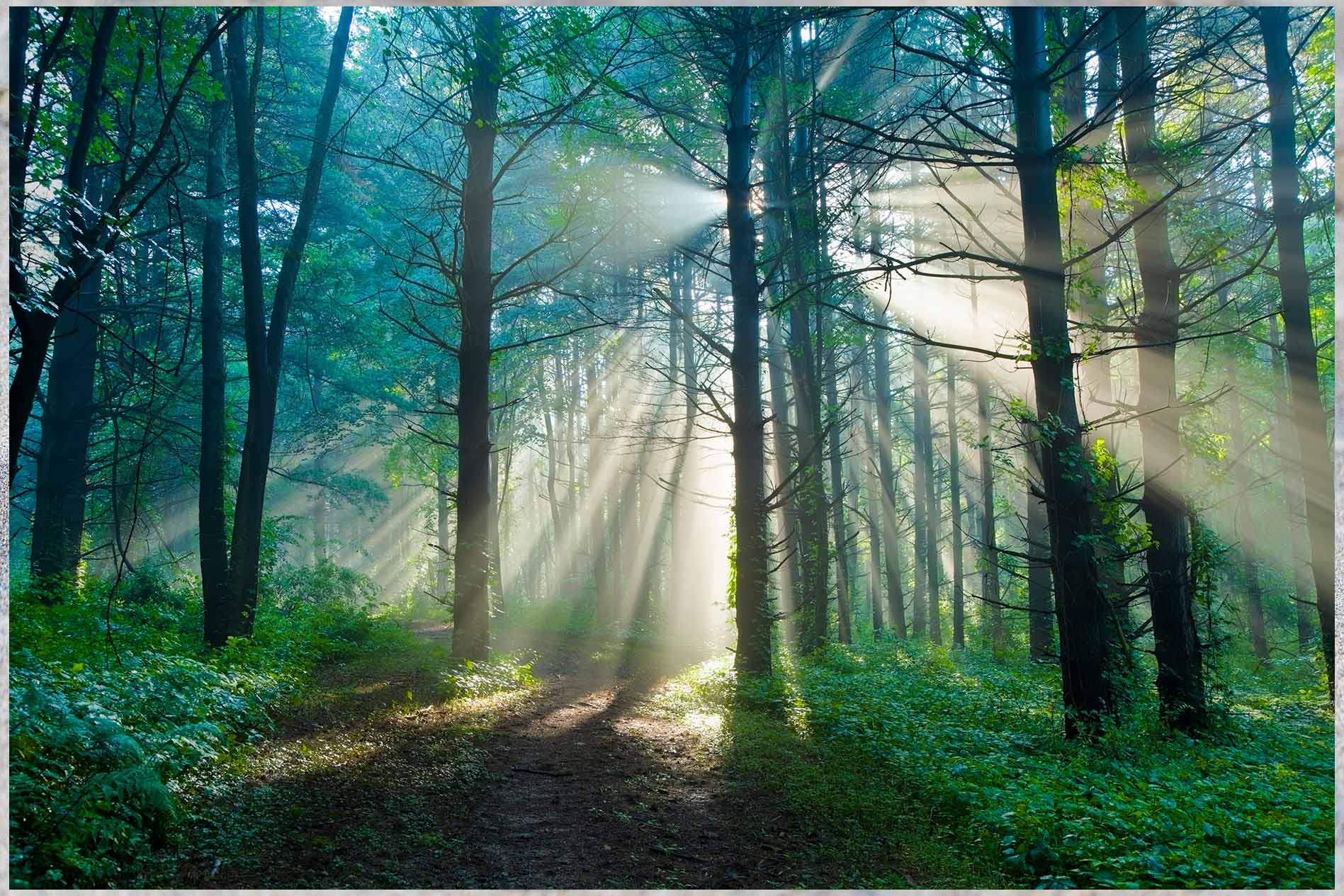Solstrålar genom träden i en grön skog.
