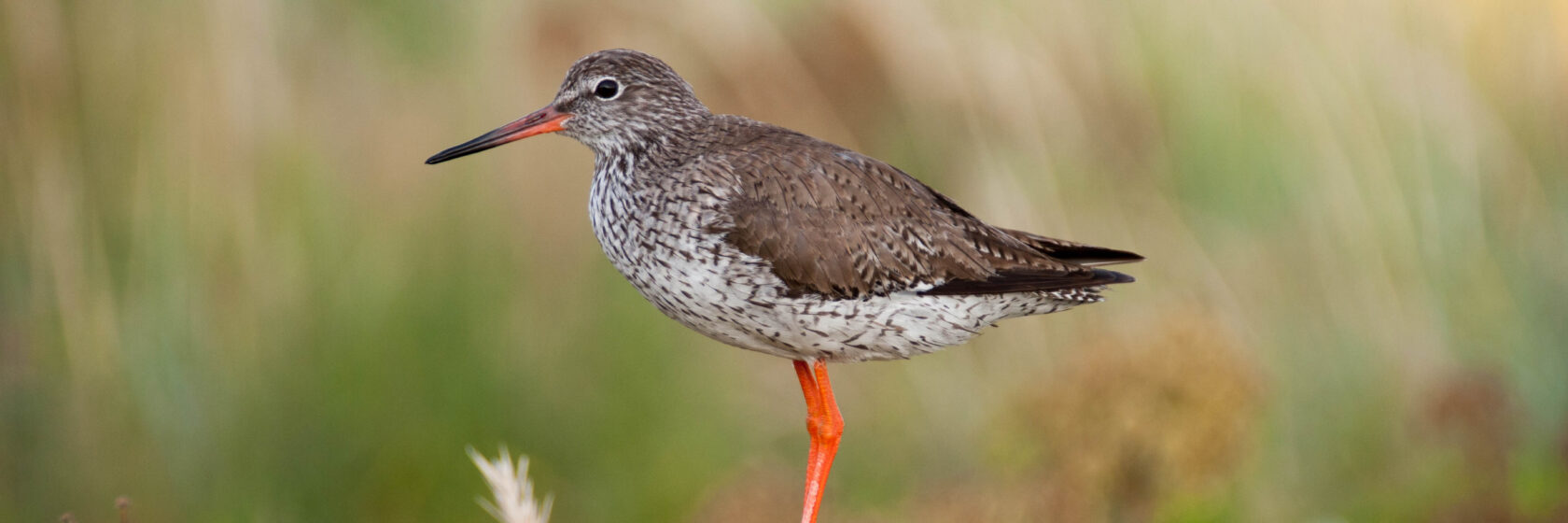 Rödbena, en fågel sitter i ett vackert landskap