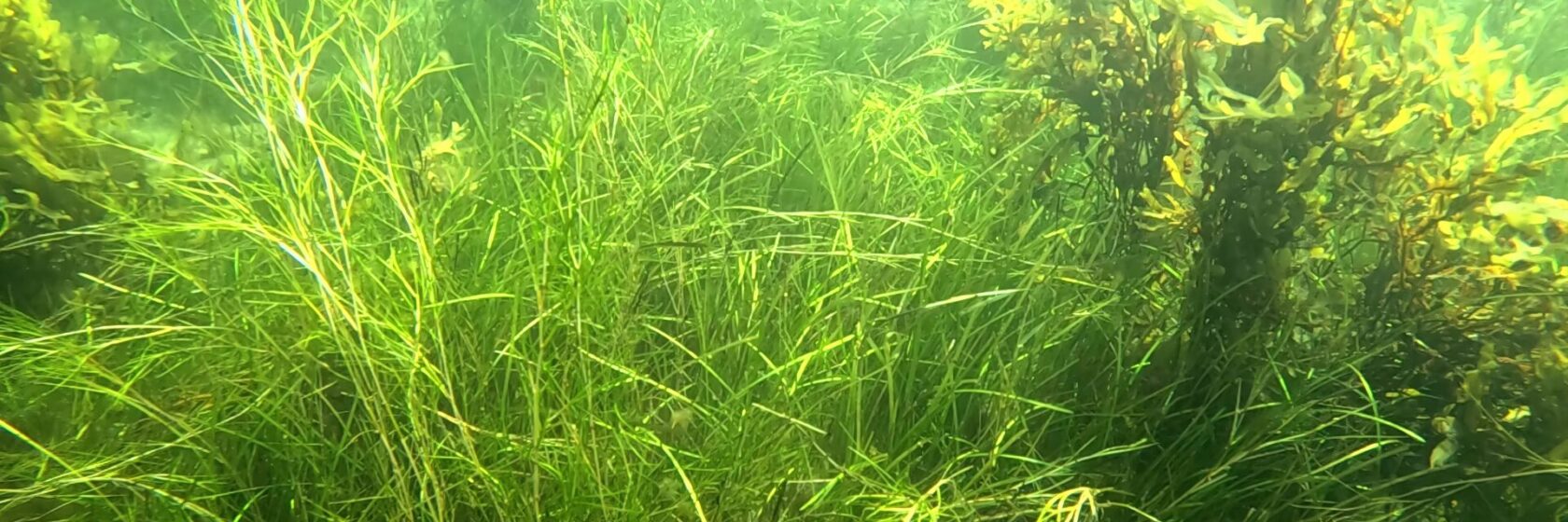 Ålgräs och borstnate under vatten