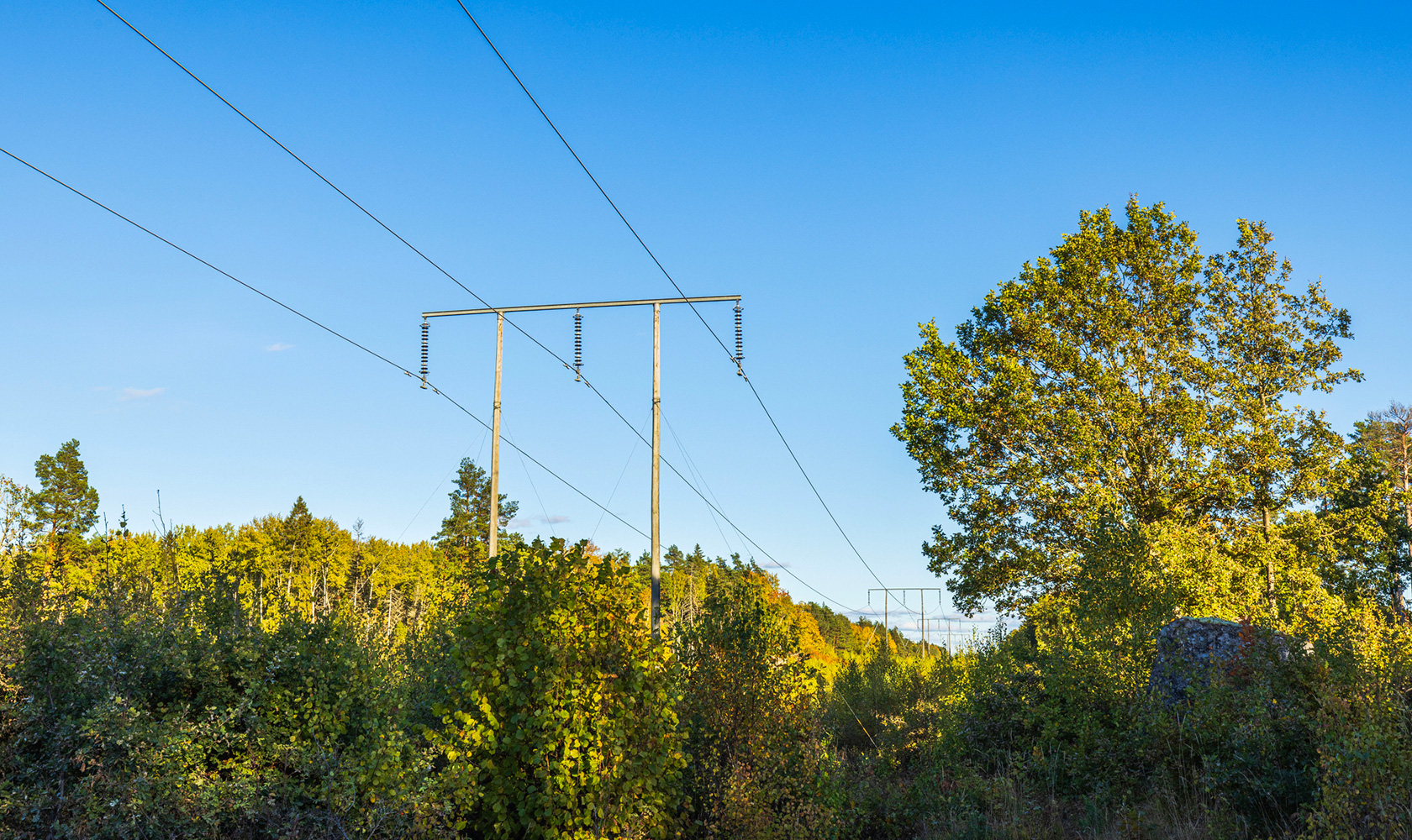 Kraftnät mot blå himmel och över gröna träd