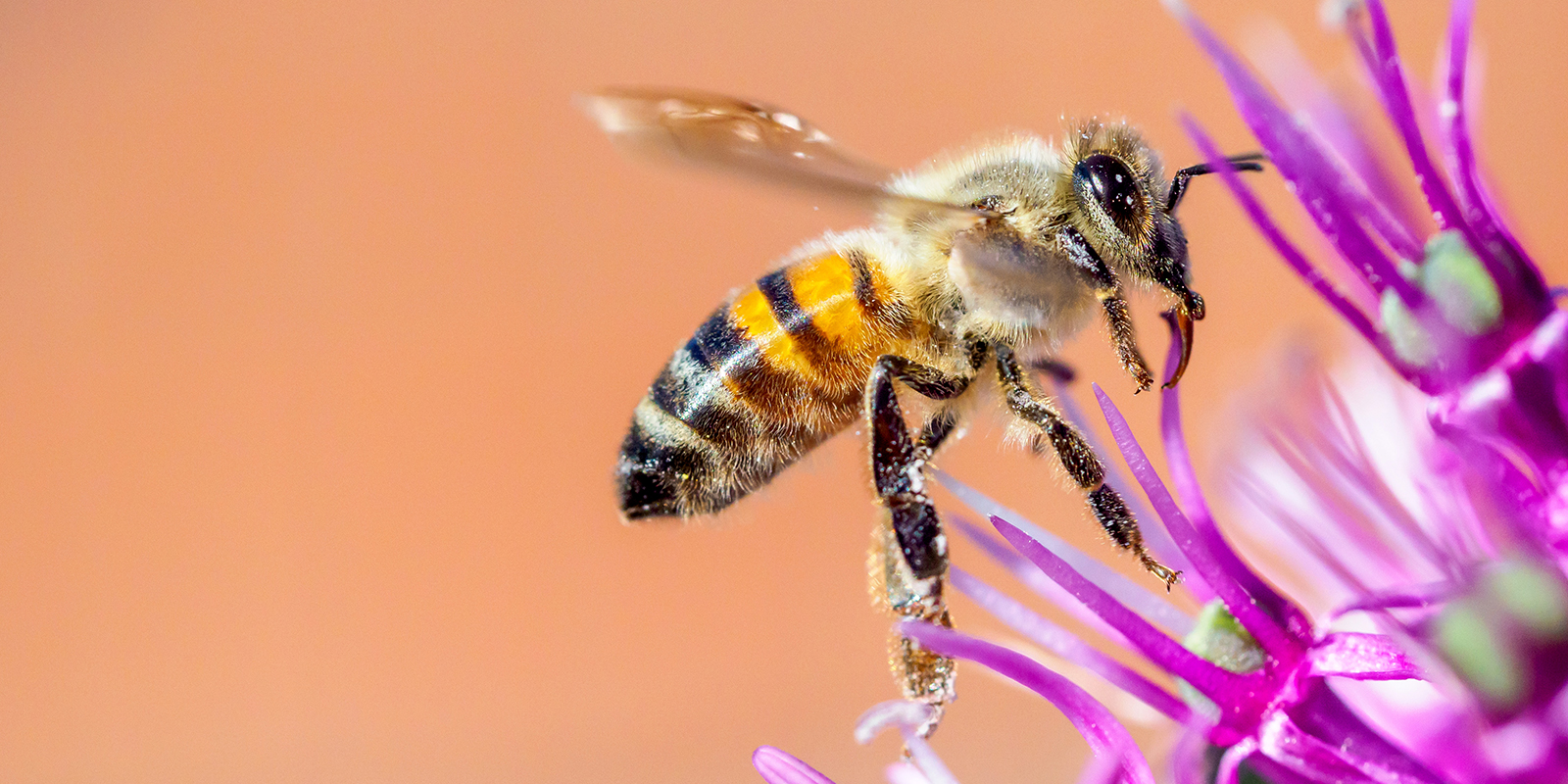 Närbild på ett bi som suger näktar ur en blomma