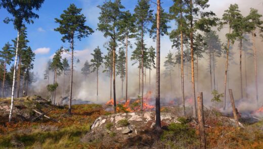 Planerad naturvårdsbränning för att främja biologisk mångfald