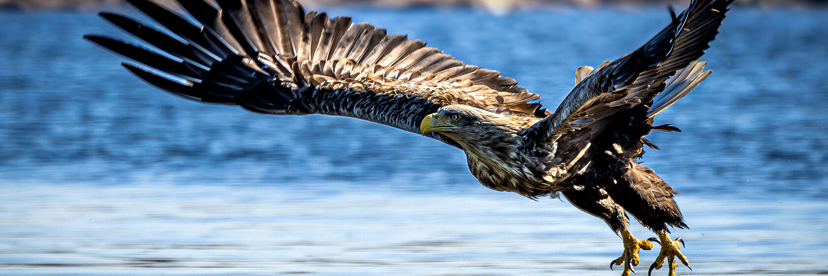 En örn flyger över havsytan