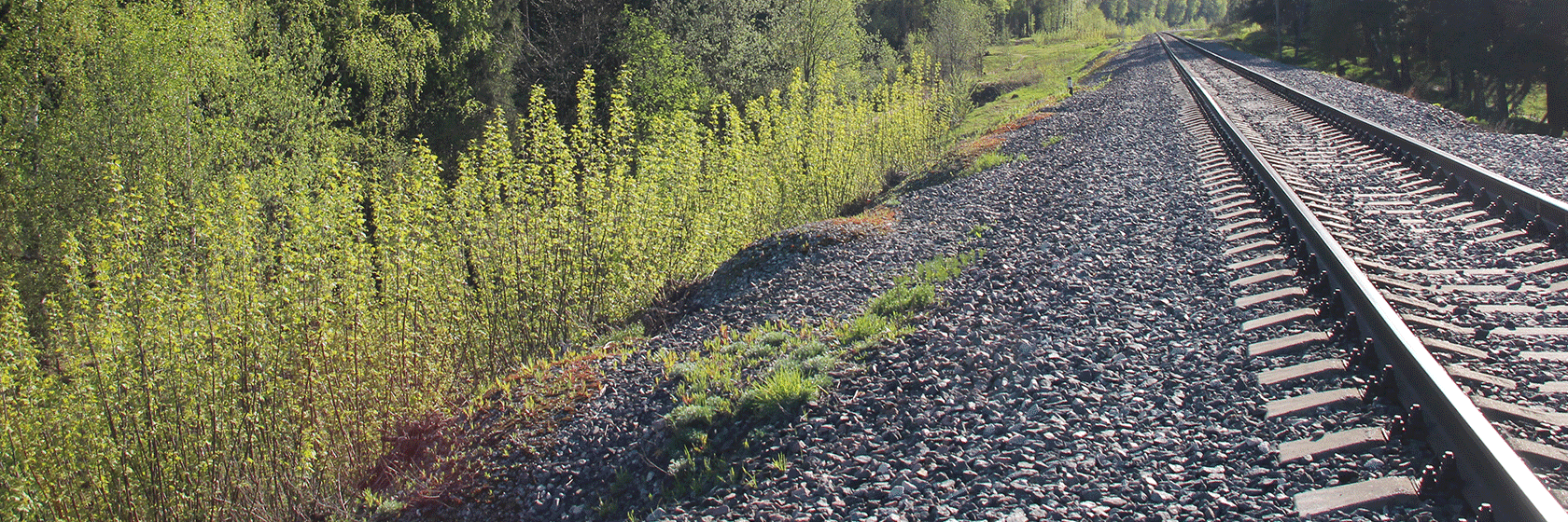 Järnvägsspår med grön vegetation vid sidan om